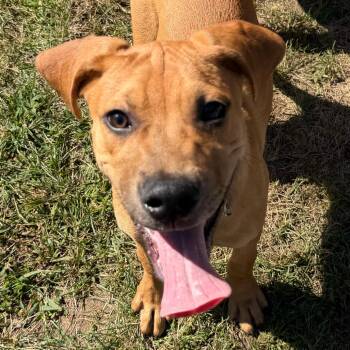 Tink Tink -  Mixed Breed Dog for Adoption in Kennebunk, Maine - Tink Tink | PetCurious