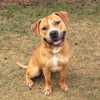 Butler -  Pit Bull Terrier Dog for Adoption in Fargo, North Dakota - Butler | PetCurious