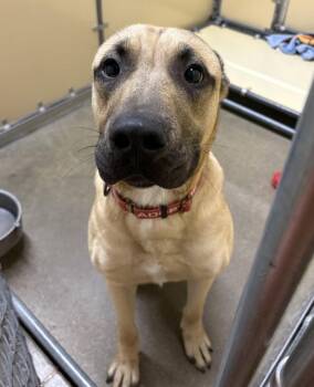 Scooby -  Shepherd and Boxer Dog for Adoption in Sioux City, Iowa - Scooby | PetCurious