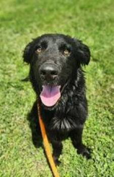 Jett -  Labrador Retriever and Pointer Dog for Adoption in Newport, Kentucky - Jett | PetCurious