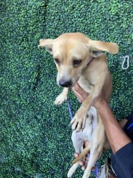 Rescue Chihuahua and Mixed Breed Dogs for Adoption in El Paso, Texas - 59803619 | PetCurious