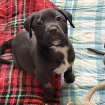 Pit Bull Terrier and Mixed Breed Dogs Available for Adoption in Flagstaff, Arizona - Edmund | PetCurious