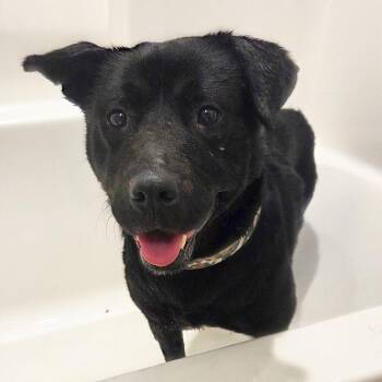 Hat Trick -  Labrador Retriever Dog for Adoption in Fargo, North Dakota - Hat Trick | PetCurious