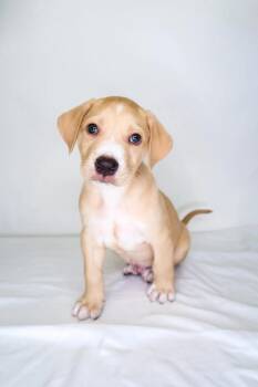 Rescue Rhodesian Ridgeback and Australian Cattle Dog Blue Heeler Dogs for Adoption in Bixby, Oklahoma - Joffrey | PetCurious