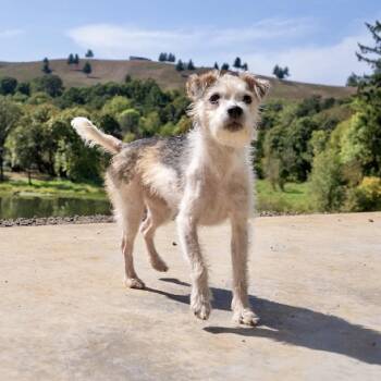Mia -  Jack Russell Terrier Dog for Adoption in Portland, Oregon - Mia | PetCurious