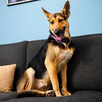 Chelo -  German Shepherd Dog Dog for Adoption in Longview, Texas - Chelo | PetCurious