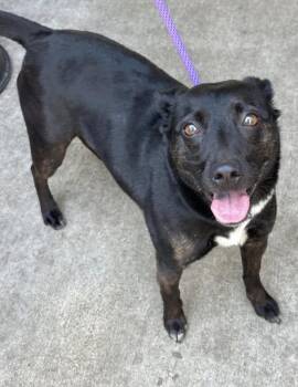 Labrador Retriever Dogs Available for Adoption in Chicago, Illinois - Grasshopper | PetCurious