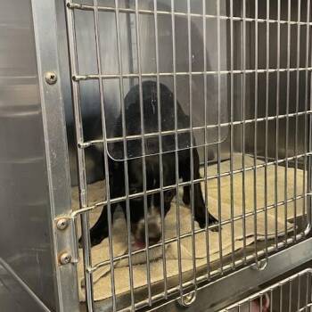 0777-D26 -  Mixed Breed Dog for Adoption in Port Charlotte, Florida - 0777-D26 | PetCurious