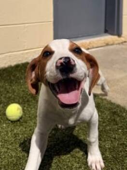 Chandler -  Mixed Breed Dog for Adoption in Savannah, Georgia - Chandler | PetCurious
