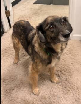 Clara -  Mixed Breed Dog for Adoption in Dandridge, Tennessee - Clara | PetCurious