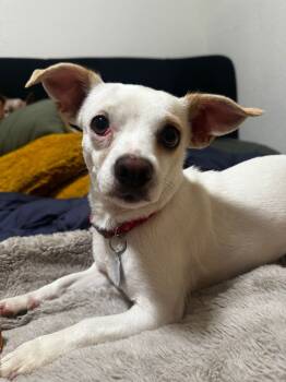 Rescue Chihuahua Dogs for Adoption in St. Petersburg, Florida - Tilly | PetCurious