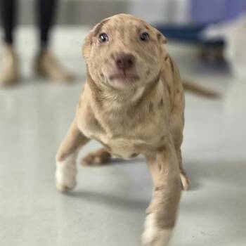 Shepherd and Mixed Breed Dogs Available for Adoption - Sophie | PetCurious