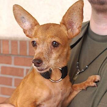 Clara -  Chihuahua Dog for Adoption in Carrollton, Texas - Clara | PetCurious