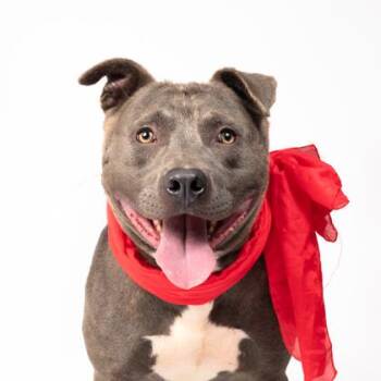 Leshen -  Pit Bull Terrier and Mixed Breed Dog for Adoption in Atlanta, Georgia - Leshen | PetCurious