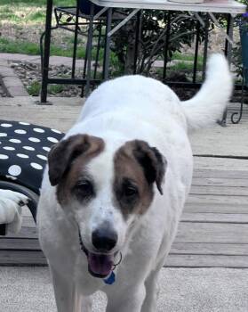 Logan -  Great Pyrenees Dog for Adoption in Ladonia, Texas - Logan | PetCurious