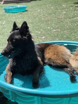 SMOKEY -  Belgian Shepherd Malinois Dog for Adoption in Fremont, California - SMOKEY | PetCurious