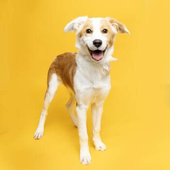 Rescue Mixed Breed Dogs for Adoption in Franklin, Tennessee - Ginny | PetCurious