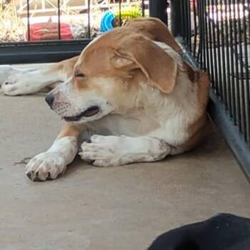 Breezy -  Australian Cattle Dog Blue Heeler and Mixed Breed Dog for Adoption in Dover, Arkansas - Breezy | PetCurious