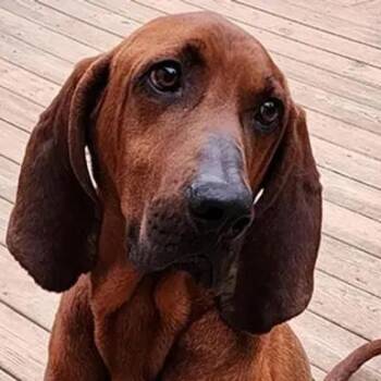 Forest (NC) -  Redbone Coonhound Dog for Adoption - Forest (NC) | PetCurious