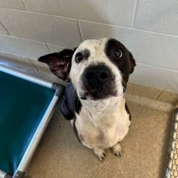 Rescue Hound and Pit Bull Terrier Dogs for Adoption in Bristol, Indiana - Michael | PetCurious