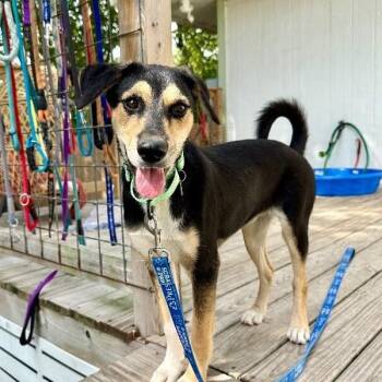 Miley Jean Sweet as Spring -  German Shepherd Dog and Husky Dog for Adoption in Friendswood, Texas - Miley Jean Sweet As Spring | PetCurious