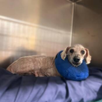 Toof -  Mixed Breed Dog for Adoption in Davenport, Iowa - Toof | PetCurious