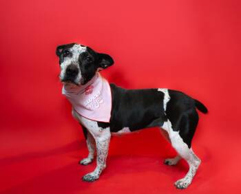 Rescue Australian Cattle Dog Blue Heeler and Bull Terrier Dogs for Adoption in Islip Terrace, New York - Daisy | PetCurious