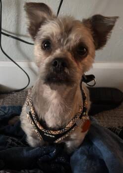 Rescue Shih Tzu and Yorkshire Terrier Dogs for Adoption in Las Vegas, Nevada - Brody | PetCurious