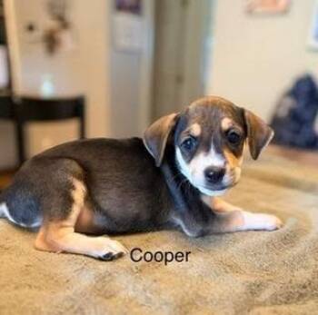 Cooper -  Hound and Chihuahua Dog for Adoption in Lexington, Kentucky - Cooper | PetCurious