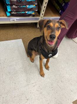 Rescue Jack Russell Terrier Dogs for Adoption in Chesapeake, Virginia - Gambit | PetCurious