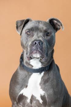 Rescue Mixed Breed Dogs for Adoption in Dearborn, Michigan - Lotso | PetCurious
