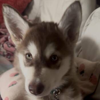 Siberian Husky Dogs Available for Adoption in Bellingham, Washington - Fern | PetCurious