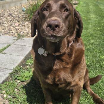 Stormy -  Labrador Retriever Dog for Adoption in Warrington, Pennsylvania - Stormy | PetCurious