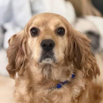 Cocker Spaniel Dogs Available for Adoption in Schnecksville, Pennsylvania - PIPPA | PetCurious