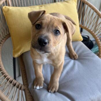 Mixed Breed Dogs Available for Adoption - SPARKLES | PetCurious