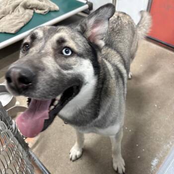 Husky Dogs Available for Adoption in Crookston, Minnesota - Polar | PetCurious