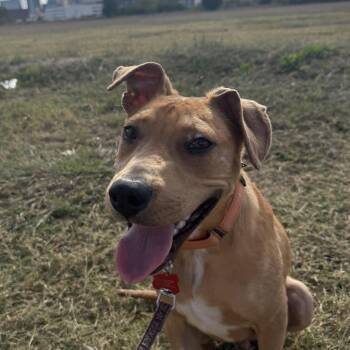 Rescue Labrador Retriever and Black Mouth Cur Dogs for Adoption in Houston, Texas - Andy | PetCurious
