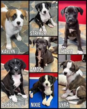 Lab mix Litter -  Labrador Retriever Dog for Adoption in Glendale, Arizona - Lab Mix Litter | PetCurious