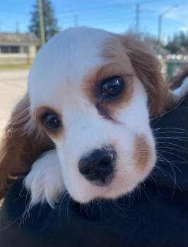 Rescue Cocker Spaniel Dogs for Adoption in Toronto, Ontario - Siren | PetCurious