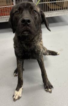 Rescue Cane Corso Dogs for Adoption in Lawrenceville, Georgia - Pen 144c Brady | PetCurious