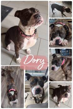 Dory -  Pit Bull Terrier Dog for Adoption in Kansas City, Missouri - Dory | PetCurious