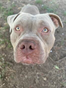 Tater -  Pit Bull Terrier Dog for Adoption in Vancouver, British Columbia - Tater | PetCurious