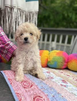 Yorkshire Terrier and Poodle Dogs Available for Adoption - Giggles | PetCurious
