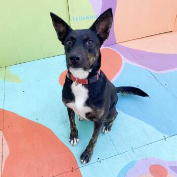 Rescue Mixed Breed Dogs for Adoption in Dallas, Texas - Wylie | PetCurious