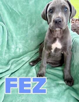Fez -  Pit Bull Terrier Dog for Adoption in Shalimar, Florida - Fez | PetCurious
