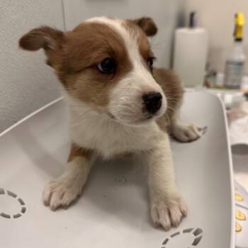 Husky Dogs Available for Adoption in Park City, Utah - Raindrop | PetCurious