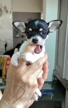 Coco -  Chihuahua Dog for Adoption in Toronto, Ontario - Coco | PetCurious