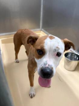 Sunny -  Pit Bull Terrier Dog for Adoption in Burgaw, North Carolina - Sunny | PetCurious