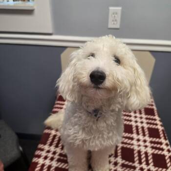 Fin -  Miniature Poodle Dog for Adoption in Lacona, New York - Fin | PetCurious