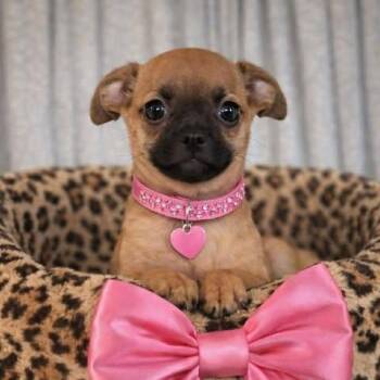 Pug Dogs Available for Adoption - Edin | PetCurious